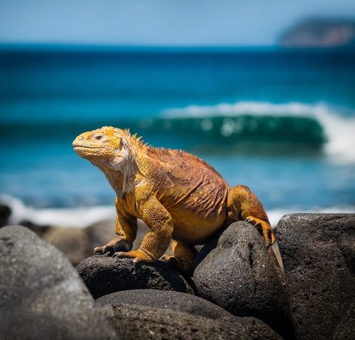 Um lagarto laranja nas Ilhas de Galápagos no Equador, com vista para o mar.
