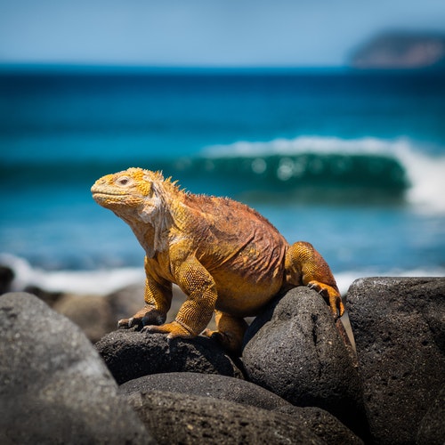 Um lagarto laranja nas Ilhas de Galápagos no Equador, com vista para o mar.