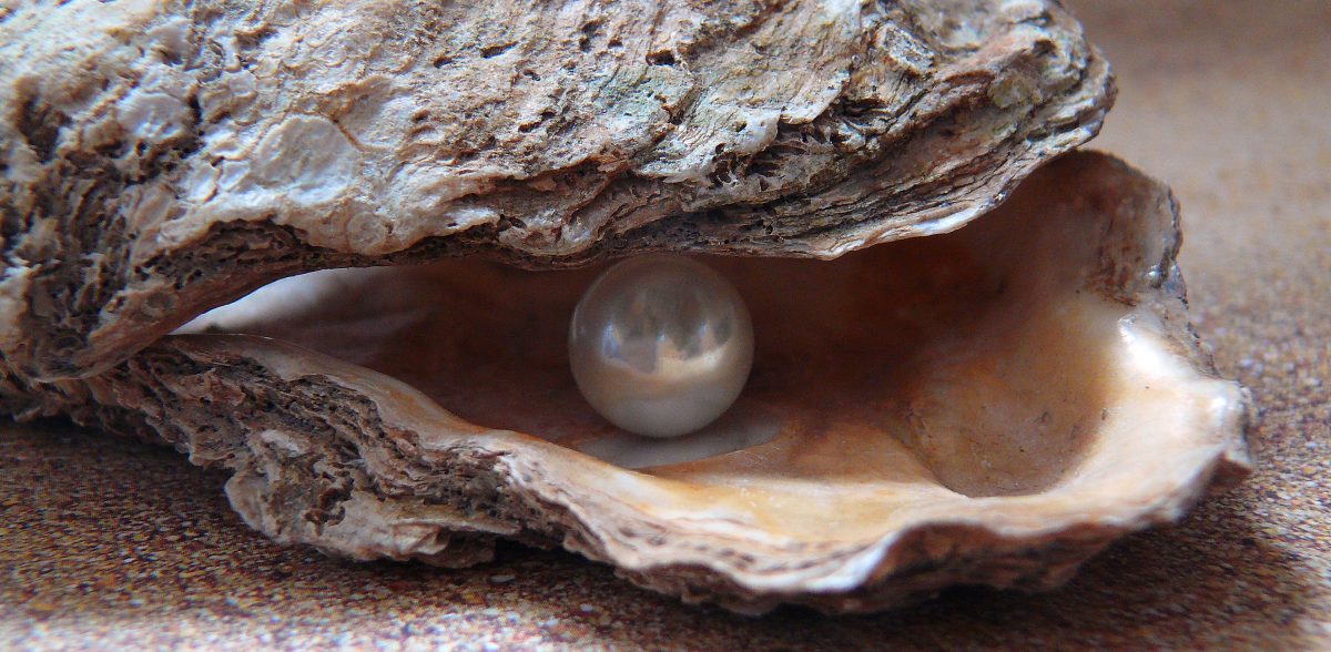 Concha com uma pérola dentro