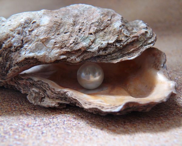 Concha com uma pérola dentro