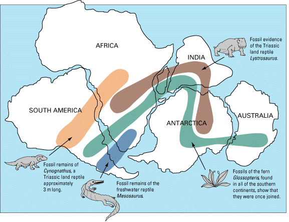 Mapa mostrando os continentes unidos como em Gondwana, mostrando a distribuição dos fósseis.
