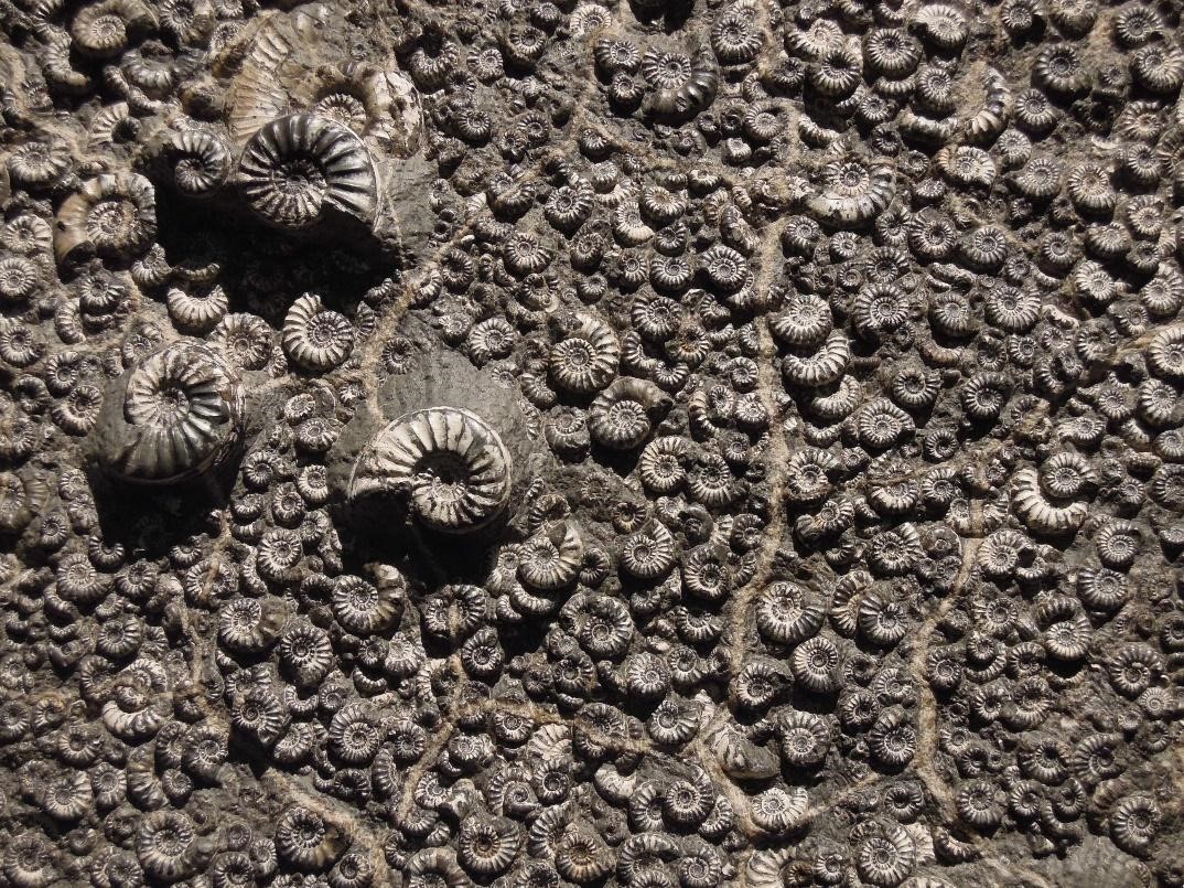 Fósseis de amonites, exemplo antigo de um grande grupo de invertebrados que estão, em grande parte, extintos agora. O único representante vivo dos amonites na atualidade são os náutilos.