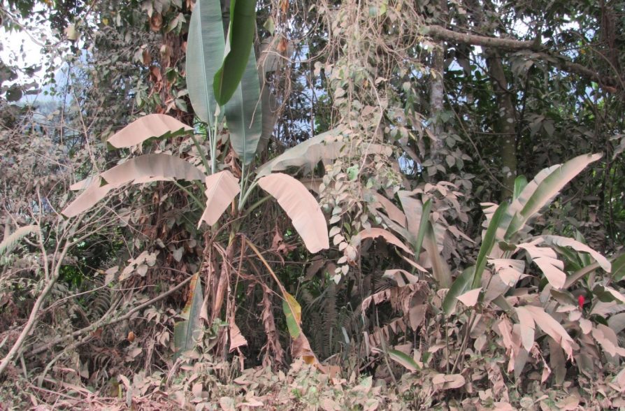 Plantas cobertas de poeira proveniente da mineração em Ubatuba.