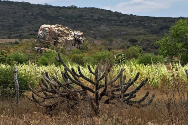 Vegetação e Paisagem da Caatinga