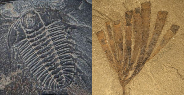Fósseis no Folhelho de Burgess